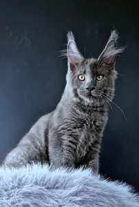 Khaos Lacroix