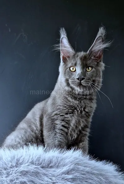 Khaos Lacroix — Maine Coon kitten, Blue MCO a