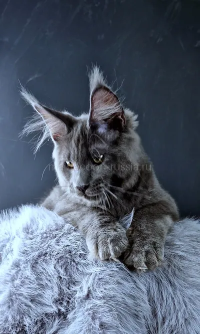 Khaos Lacroix — Maine Coon kitten, Blue MCO a