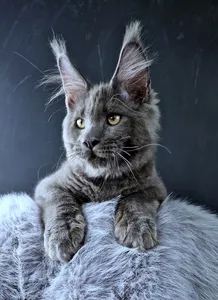 Khaos Lacroix