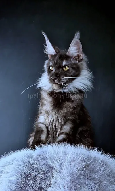 Ivolga — Maine Coon kitten, Black smoke MCO ns