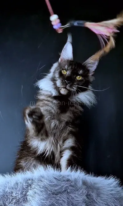 Ivolga — Maine Coon kitten, Black smoke MCO ns