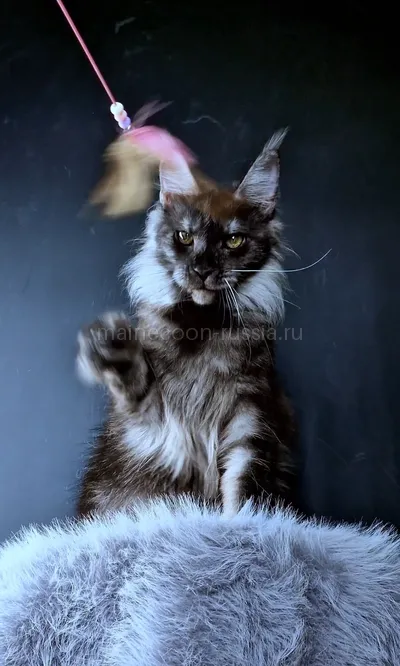 Ivolga — Maine Coon kitten, Black smoke MCO ns