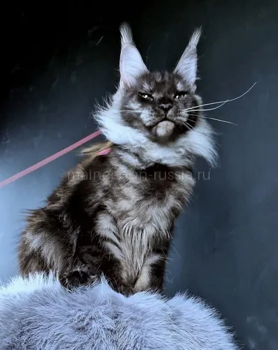 Ivolga — Maine Coon kitten, Black smoke MCO ns