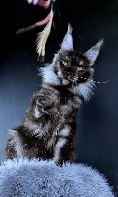 Ivolga — Maine Coon kitten, Black smoke MCO ns