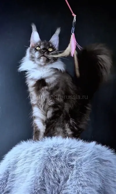 Ivolga — Maine Coon kitten, Black smoke MCO ns