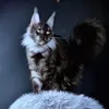 Видео котёнка Ivolga
