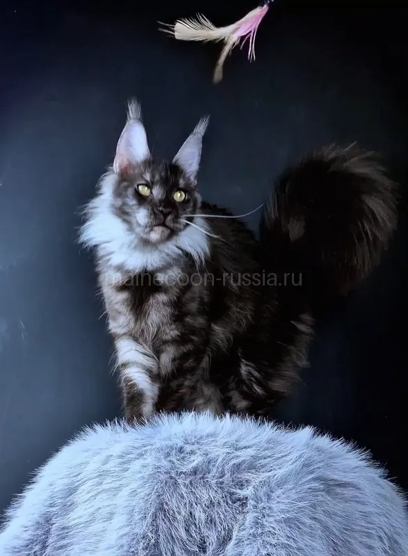 Maine Coon kitten Black smoke MCO ns Girl
