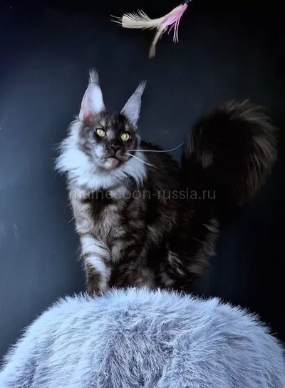 Ivolga — Maine Coon kitten, Black smoke MCO ns