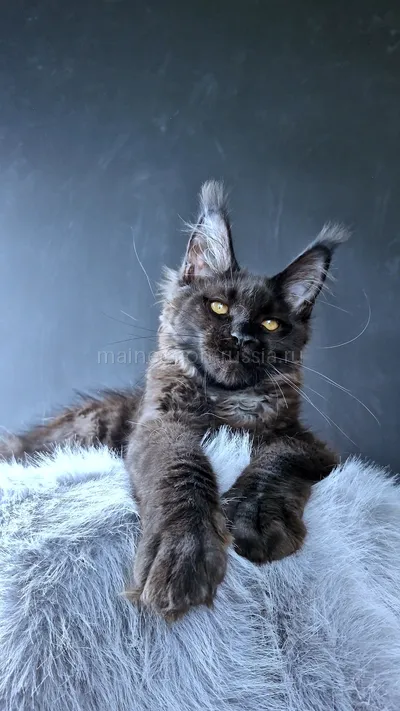 Kristal Lux — Котенок мейн-кун, Черный MCO n