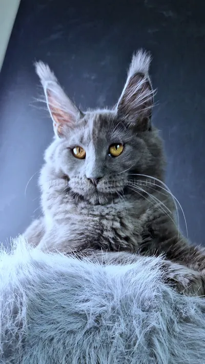 Kali Luxury — Maine Coon kitten, Blue MCO a