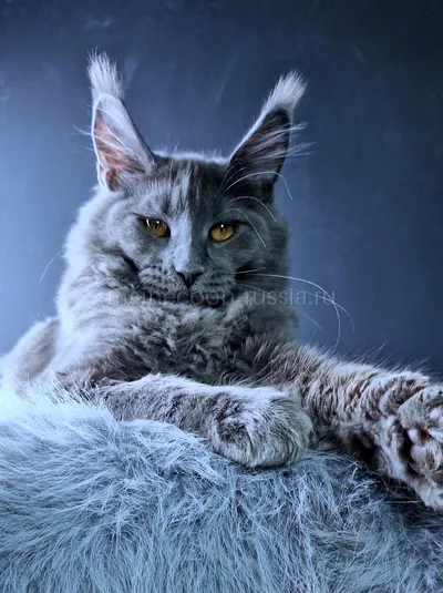 Kali Luxury — Maine Coon kitten, Blue MCO a