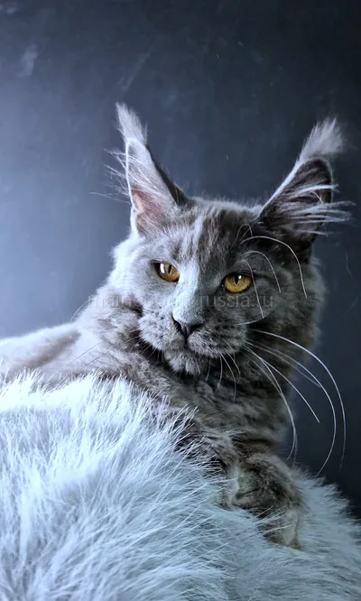 Kali Luxury — Maine Coon kitten, Blue MCO a