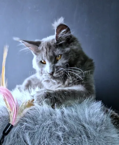 Kali Luxury — Maine Coon kitten, Blue MCO a