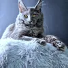 Kali Luxury - фото 2