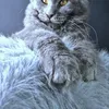 Kali Luxury - фото 3