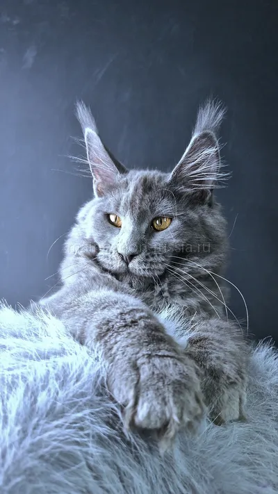 Kali Luxury — Maine Coon kitten, Blue MCO a