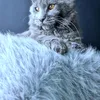 Видео котёнка Kali Luxury