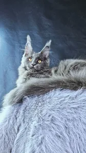 Lunar