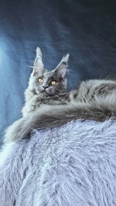Lunar — Maine Coon kitten, Blue MCO a