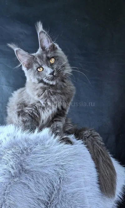 Lunar — Maine Coon kitten, Blue MCO a
