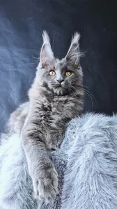 Lunar