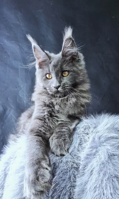 Lunar — Maine Coon kitten, Blue MCO a