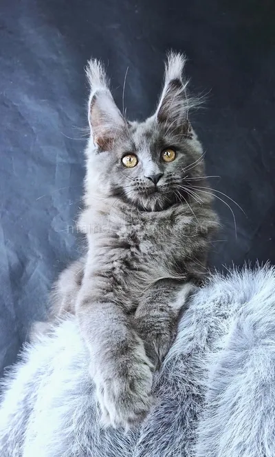 Lunar — Maine Coon kitten, Blue MCO a