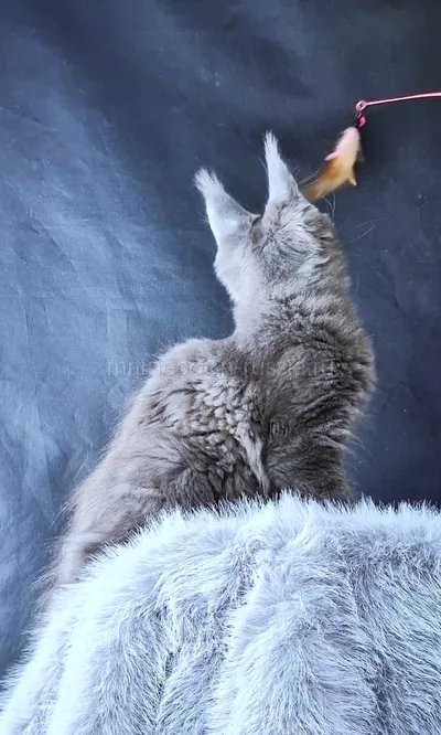 Lunar — Maine Coon kitten, Blue MCO a