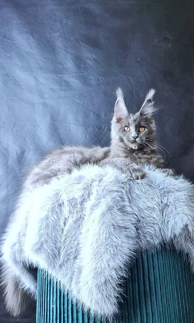 Lunar — Maine Coon kitten, Blue MCO a