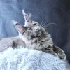Видео котёнка Lunar