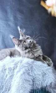 Lunar