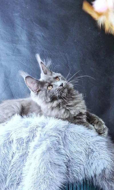 Lunar — Maine Coon kitten, Blue MCO a