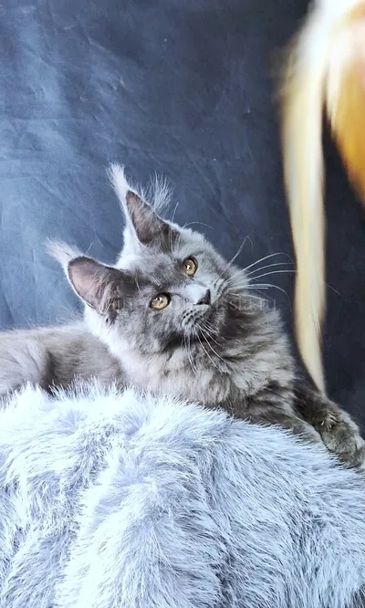 Lunar — Maine Coon kitten, Blue MCO a