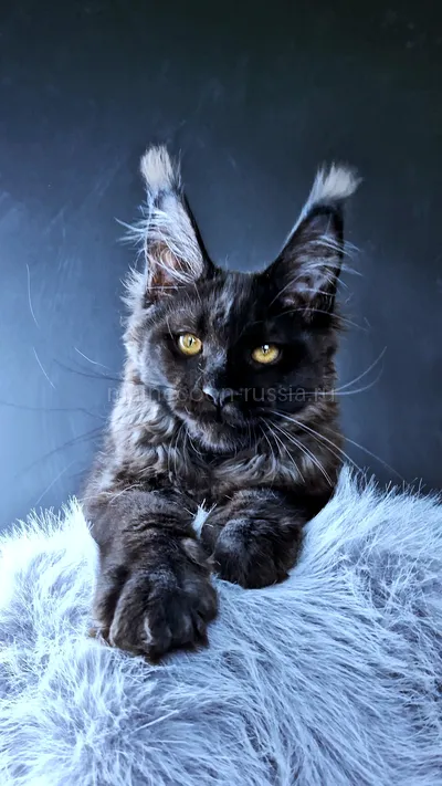 Kristal Lux — Котенок мейн-кун, Черный MCO n