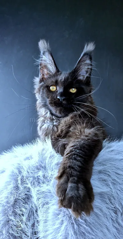 Kristal Lux — Котенок мейн-кун, Черный MCO n