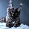 Kristal Lux - photo 1