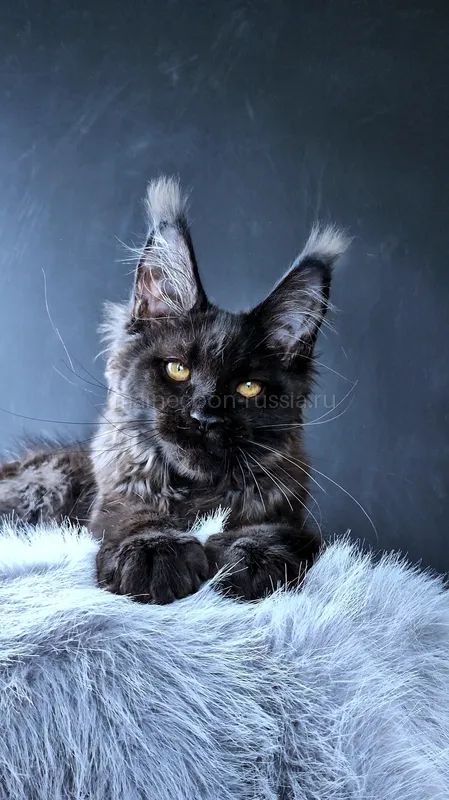 Maine Coon kitten Black MCO n Girl