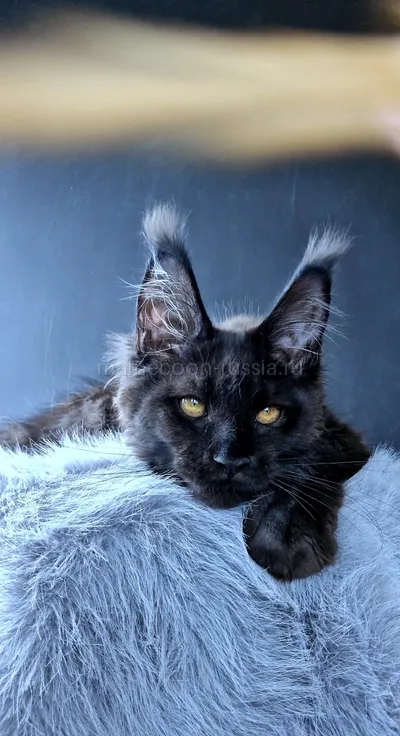 Kristal Lux — Котенок мейн-кун, Черный MCO n