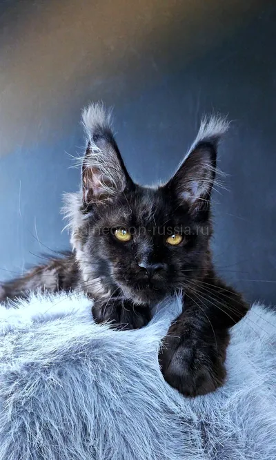 Kristal Lux — Котенок мейн-кун, Черный MCO n