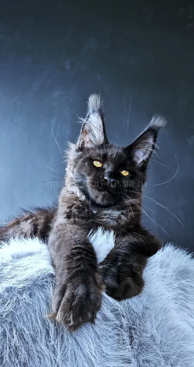Kristal Lux — Котенок мейн-кун, Черный MCO n