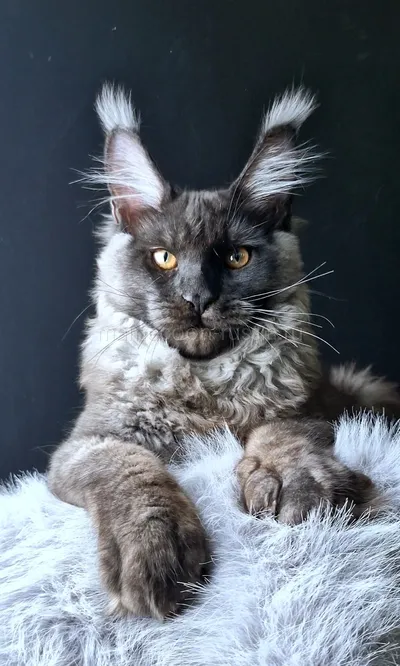 Lord Luxury — Котенок мейн-кун, Черный дым MCO ns