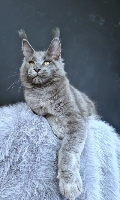 Lion king — Котенок мейн-кун, Голубой MCO a