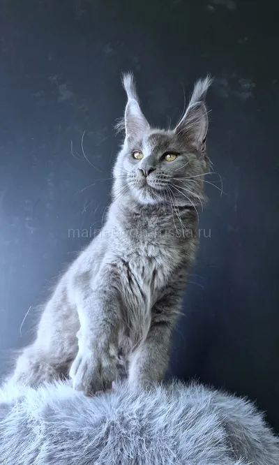Lion king — Котенок мейн-кун, Голубой MCO a