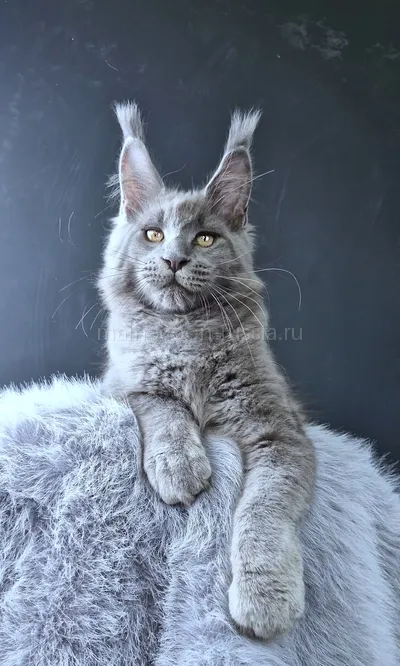 Lion king — Котенок мейн-кун, Голубой MCO a