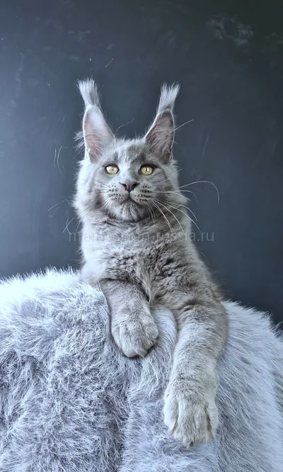 Lion king — Котенок мейн-кун, Голубой MCO a