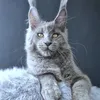 Lion king - photo 1