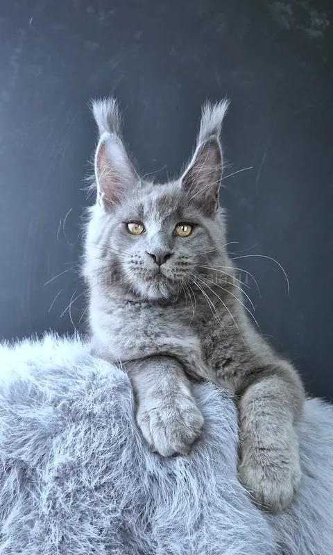 Maine Coon kitten Blue MCO a Boy