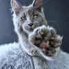 Lion king - photo 4
