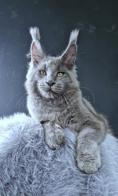 Lion king — Котенок мейн-кун, Голубой MCO a